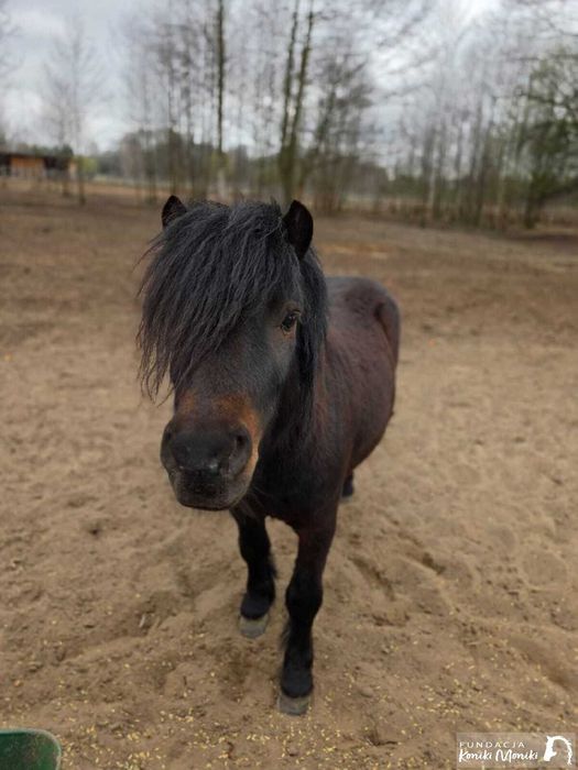 JARUŚ, zdrowy, młody kucyk do adopcji, za darmo