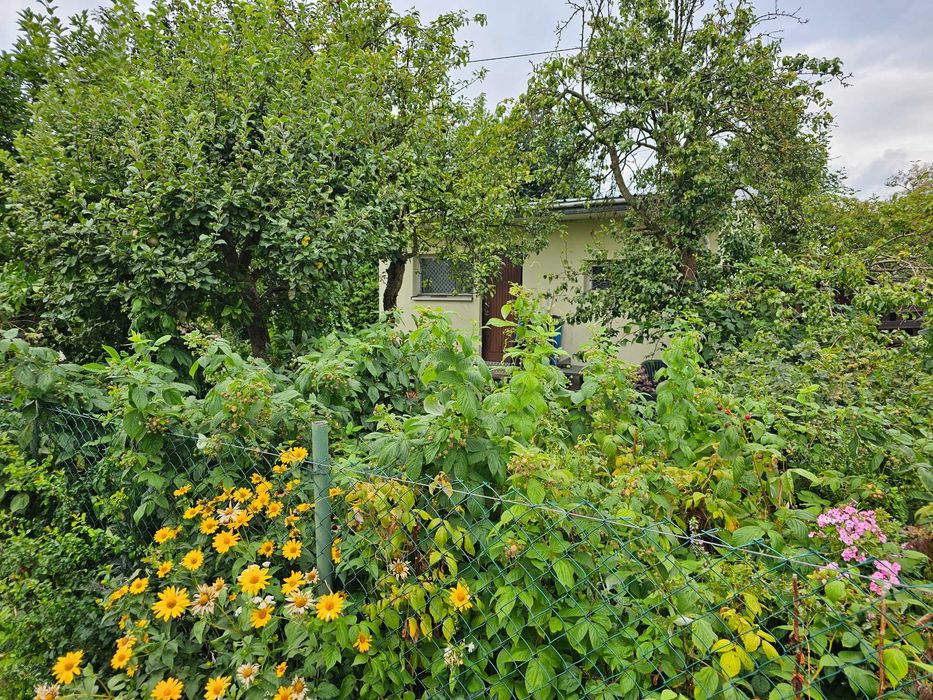 Działka ROD Peonia Michałów-Reginów Legionowo