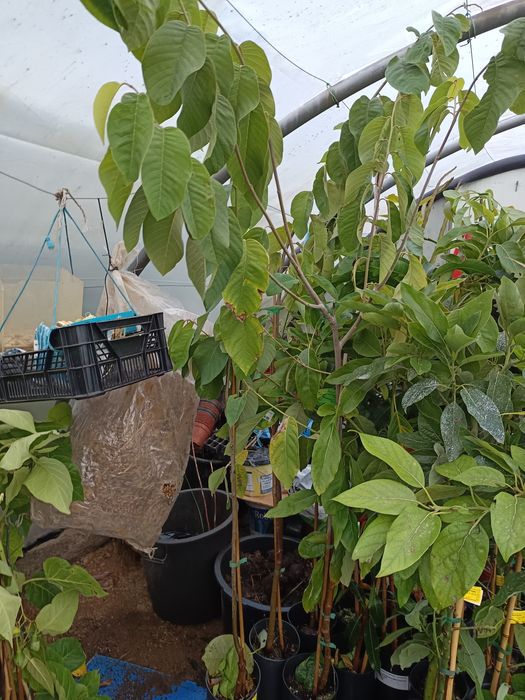 Árvore  anona em vaso