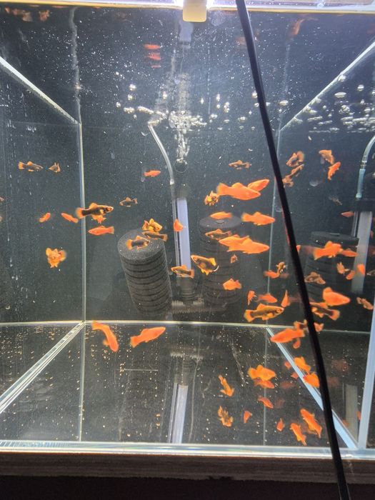 Red Alpha cały miot 2 cm Okazja