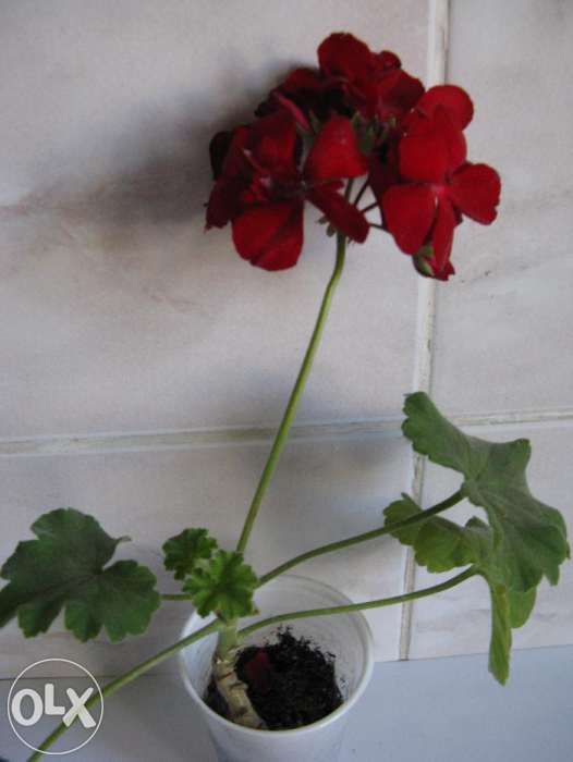 Мушкательки(пеларгонії) (червоні 3 відтінки,рожева,біла)