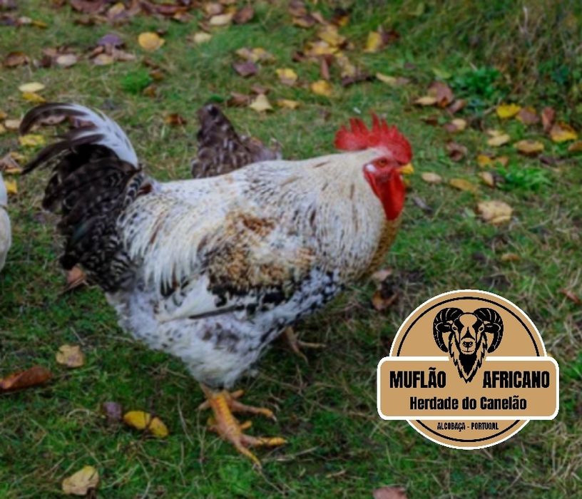 Casais de Cocos, Coquichos ou Garnizes