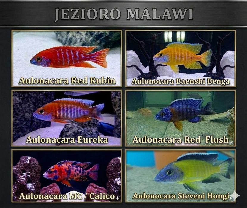 Pyszczaki (rybki) jezioro Malawi, Tanganika, Wiktoria Hodowla Pyszczaków Toruń