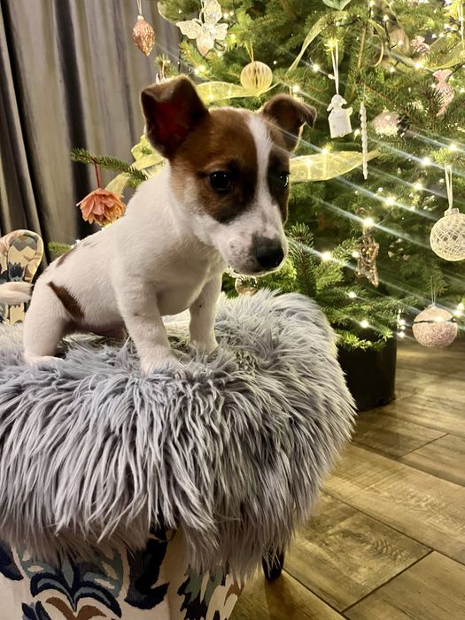 Jack Russell Terrier piesek Elvis  rodowod