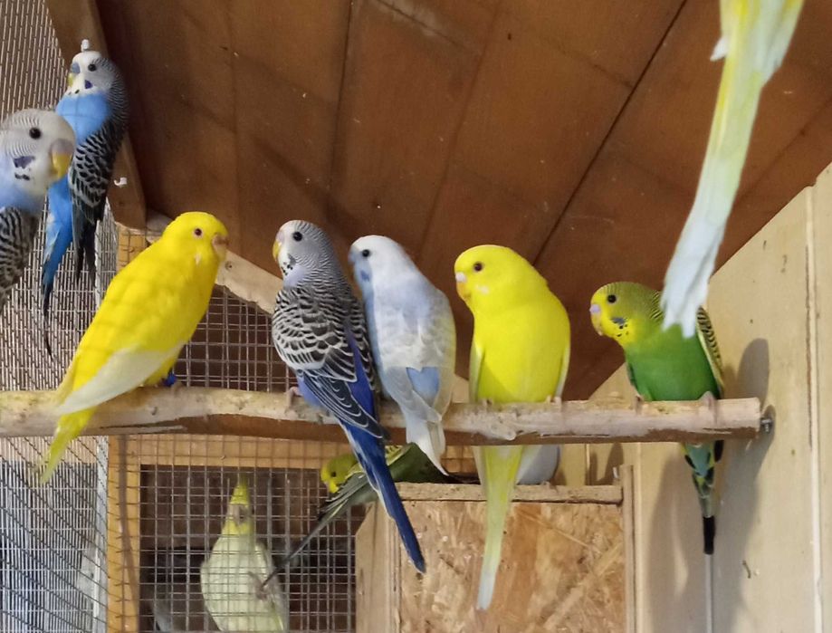 Papugi faliste Ptaki