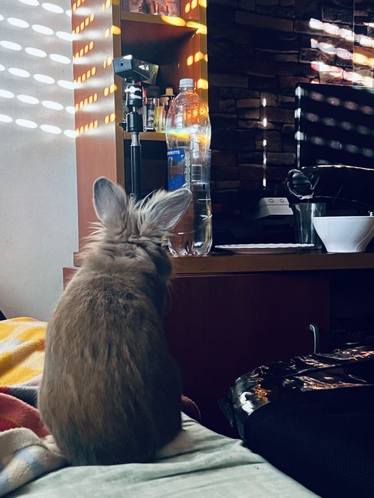 Coelho anão 1 ano de idade muito manço
