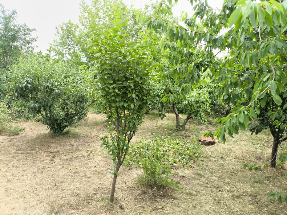 Продам будинок у с. Грушівка . Миколаївської області