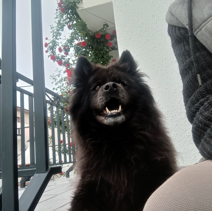 Dog walking / pet sitting