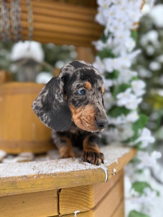 Cudowny piesek jamnik miniaturka blue merle metryka wyprawka