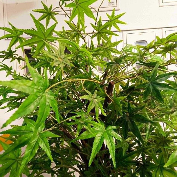 Planta artificial