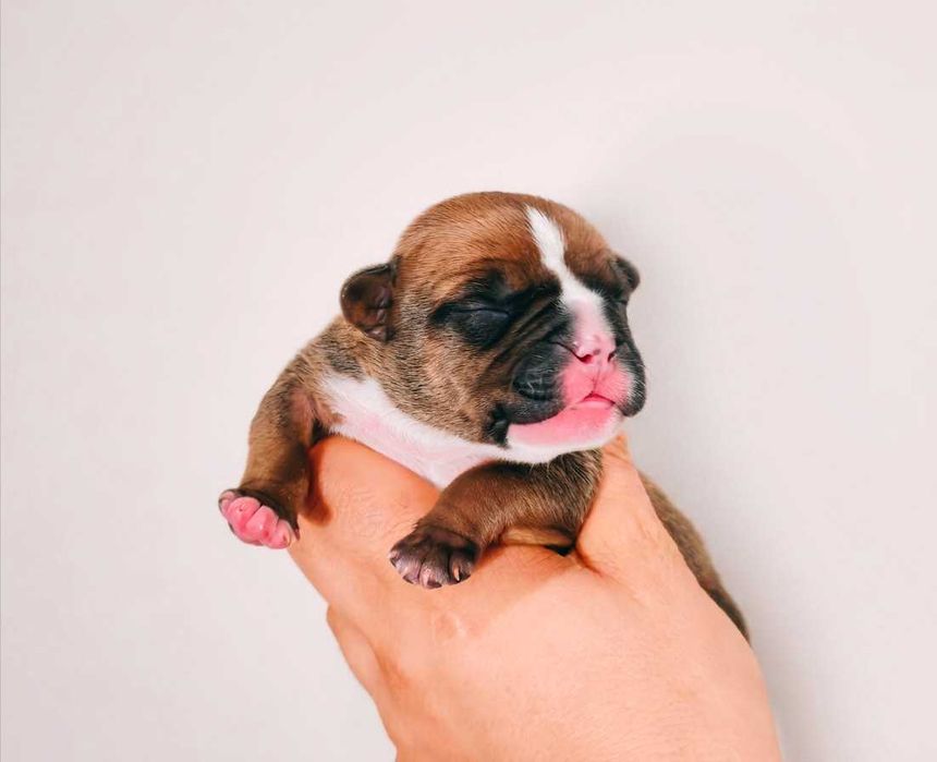 AMERICAN Staffordshire Terrier-mocny samiec
