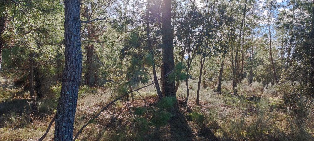 Terreno Rustico com Pinhal