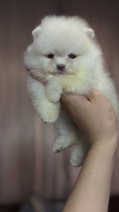 Хлопчик померанчик