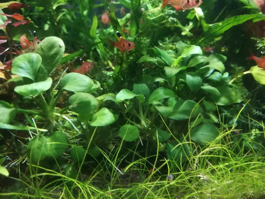 Roślina akwariowa Anubias, anubiasy