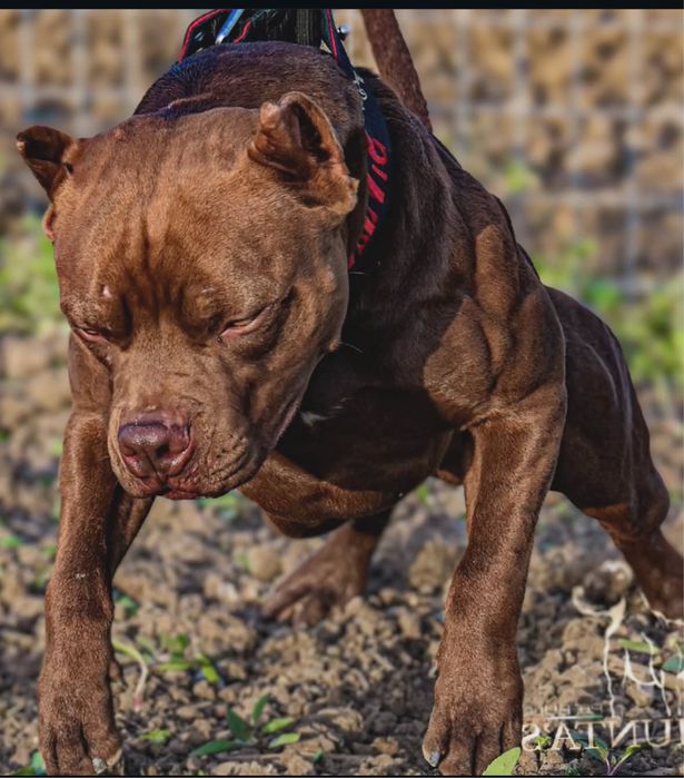 Пітбуль хлопчик Мартінс та Кевін
