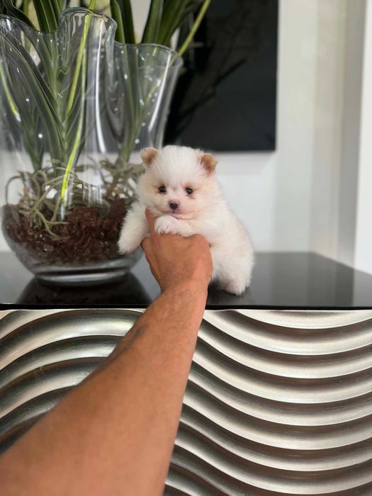 Spitz Alemão Anão e/ou Lulu da Pomerânia  FEMEA BRANCA E IZABELLA   com  LOP e AFIXO