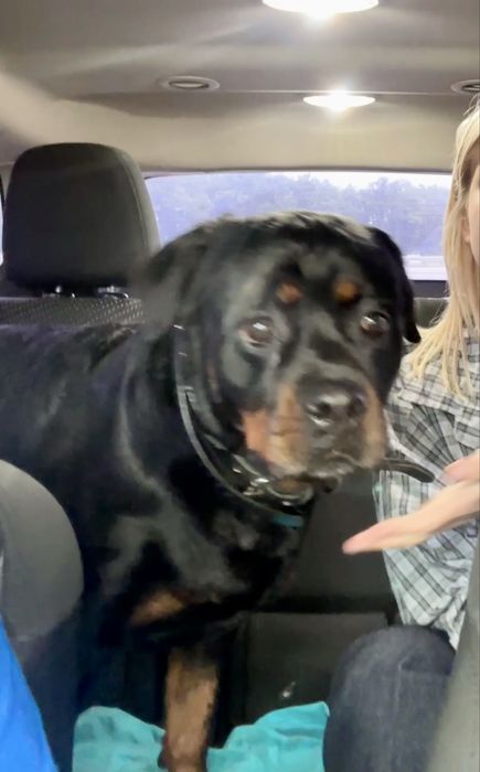 Перевозка животных котов собак по Украине Европе перевезення тварин