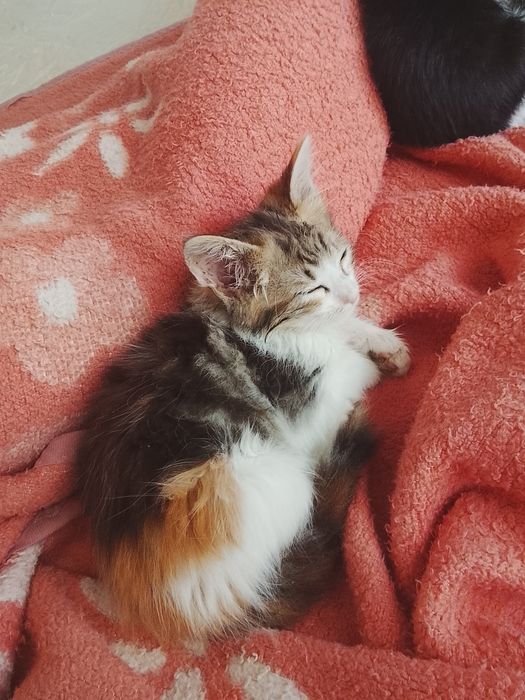 Gatinho para adoção