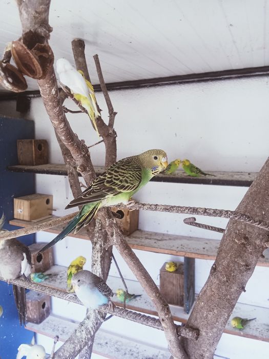 Vendo periquitos
