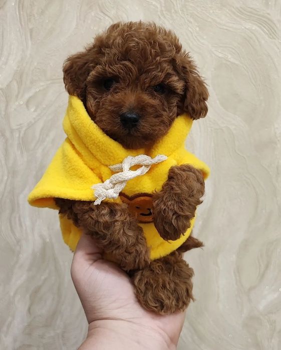 Мімішні пудельки, тойчики редбрауни