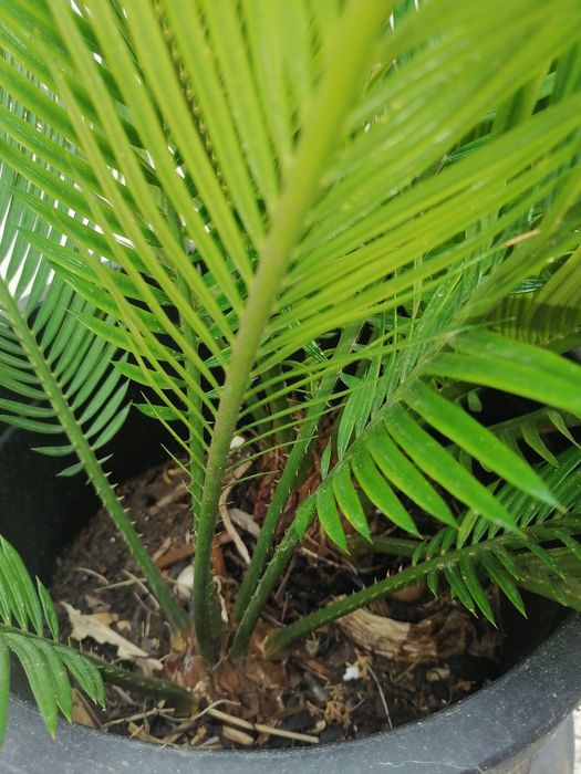 Cica cyca cika palmeira