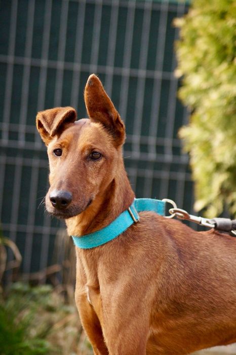 Mix pinczer/terier szuka nowego domu