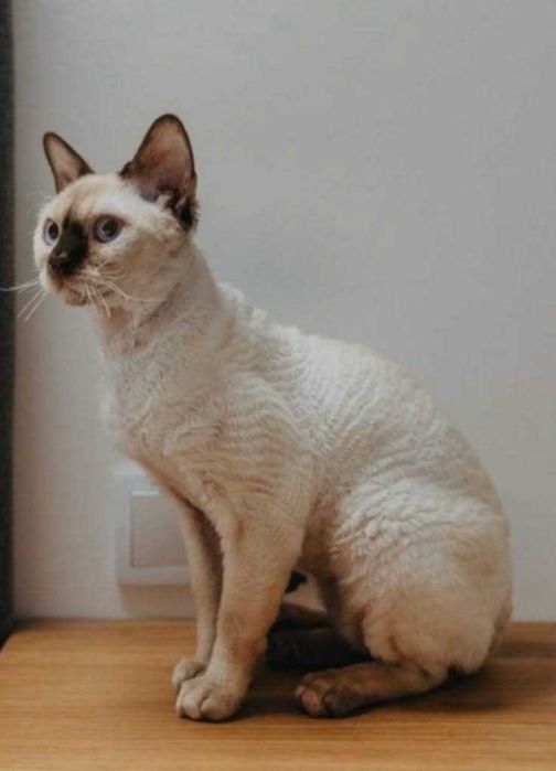 Tulaśny kocurek X-Man Demix*PL Devon Rex point niebieskie oczy zarezerwowany