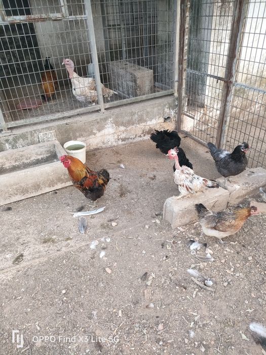 Galinhas, galos, perus, frangos, gansos.