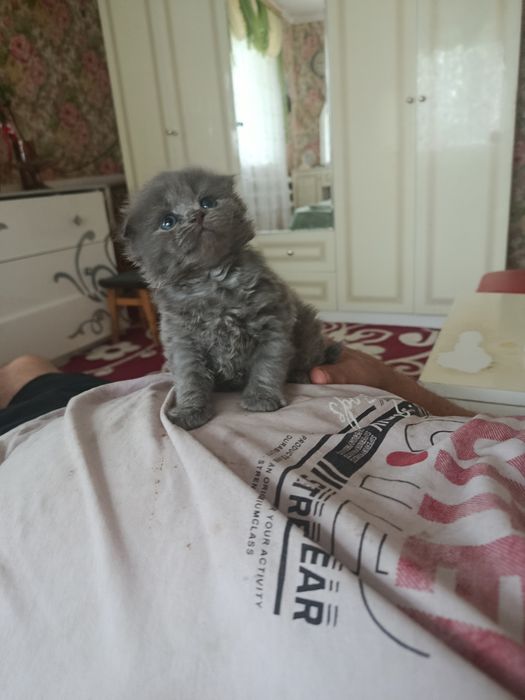Кошенята шотландські весловухі