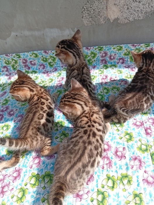 Бенгальские котята
