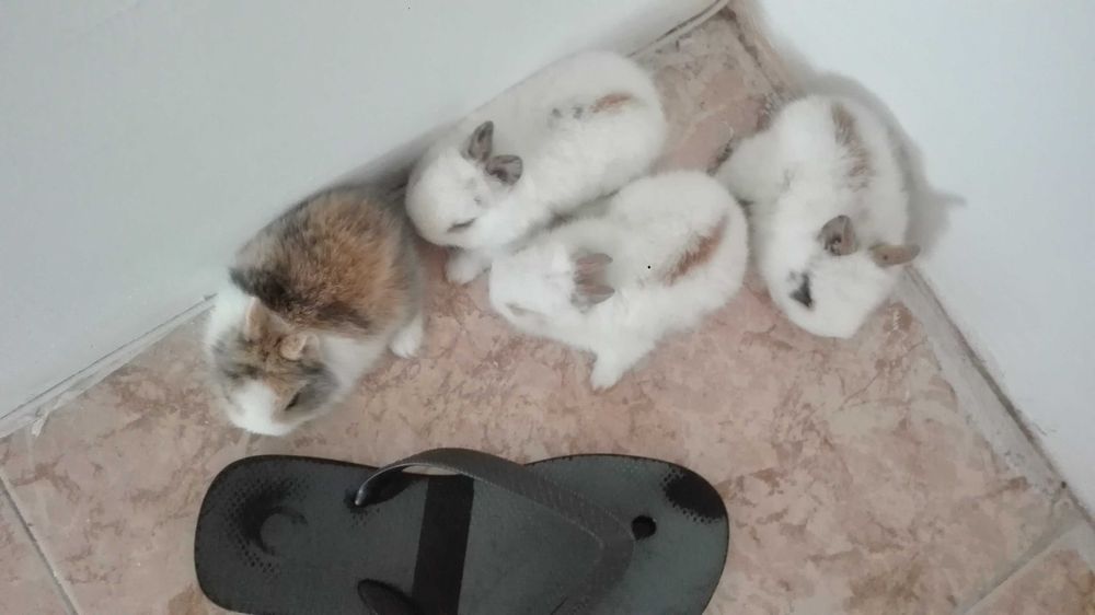 Vendo coelhos anões mini holandês