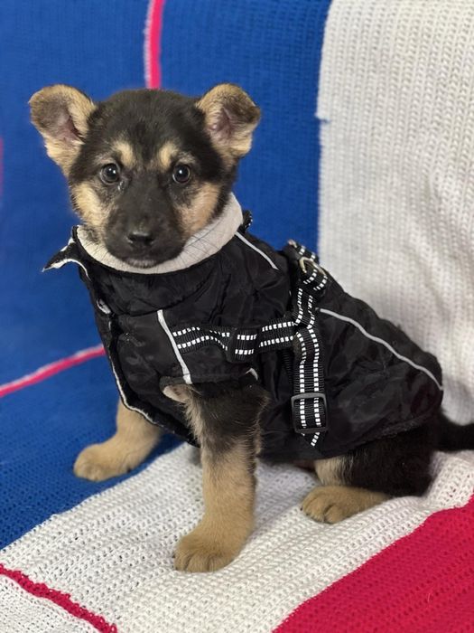 В добрі руки прилаштовуються