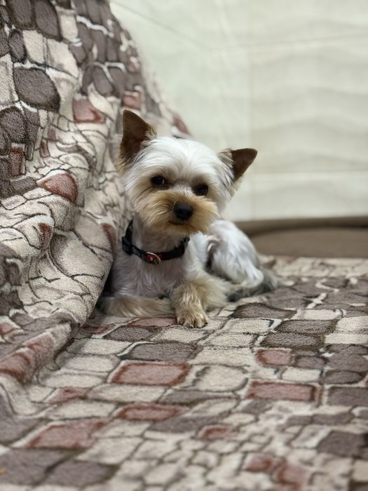 Вʼязка хлопчик мінік. Ціна договірна . Вага 1700