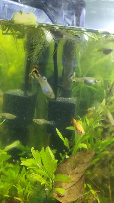 Guppies  criação