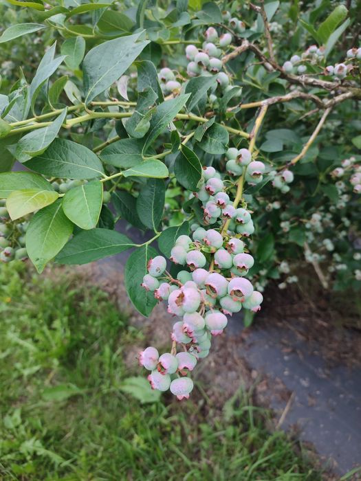 Borówka amerykańska, krzewy.