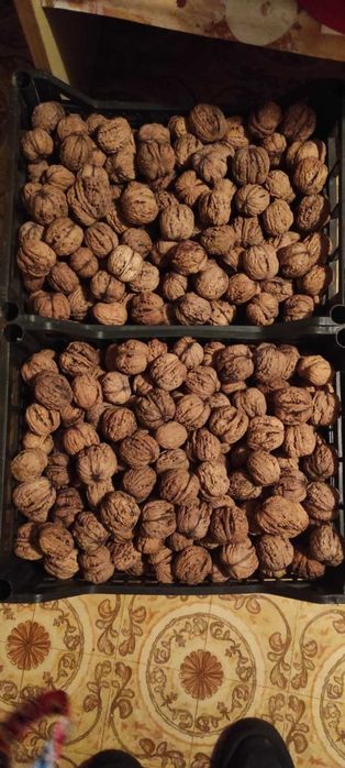 Orzechy  duże /Pigwa z tego roku