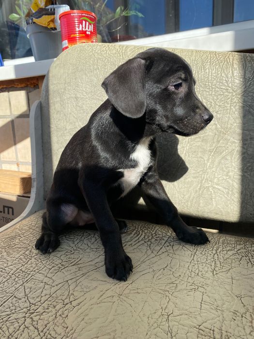 Собачка для дому