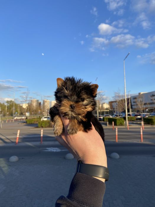 Маленький красень міні йорк
