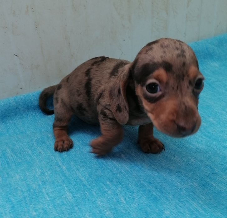 Lindíssimo Macho Teckel mini