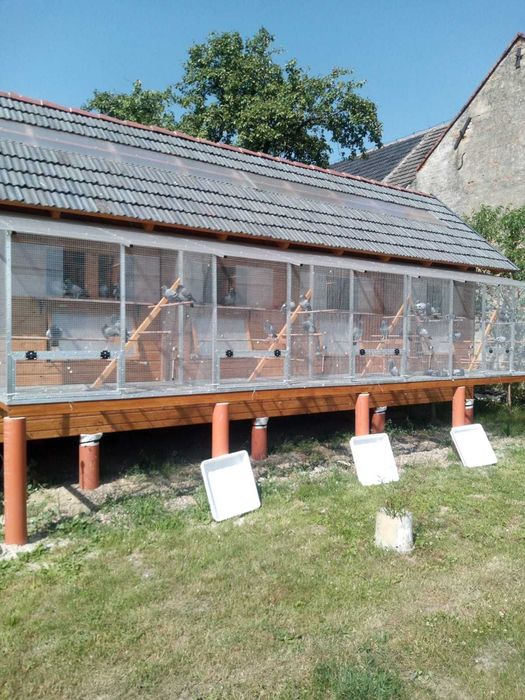 Sprzedam gołębie pocztowe po org. Puttmann.