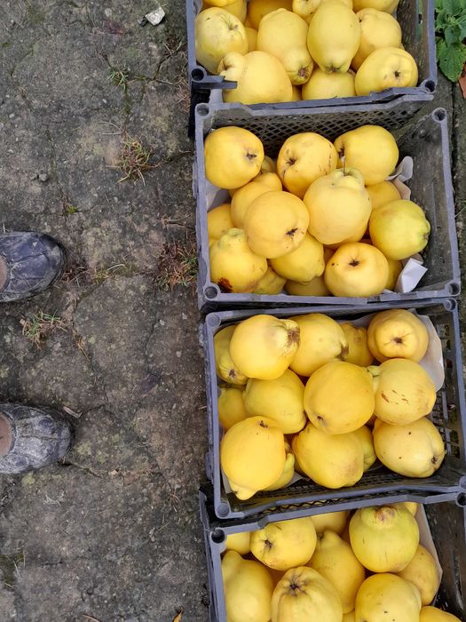 pigwa owoc Pigwa nie pigwowiec piekne owoce