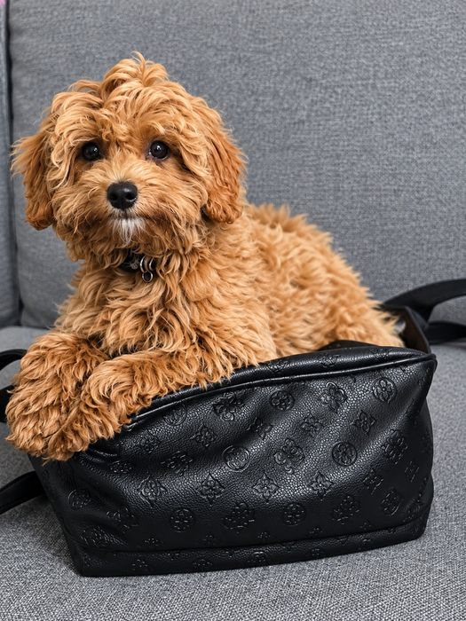 Maltipoo f1b chłopiec po wszystkich szczepieniach  ur.22.05  26