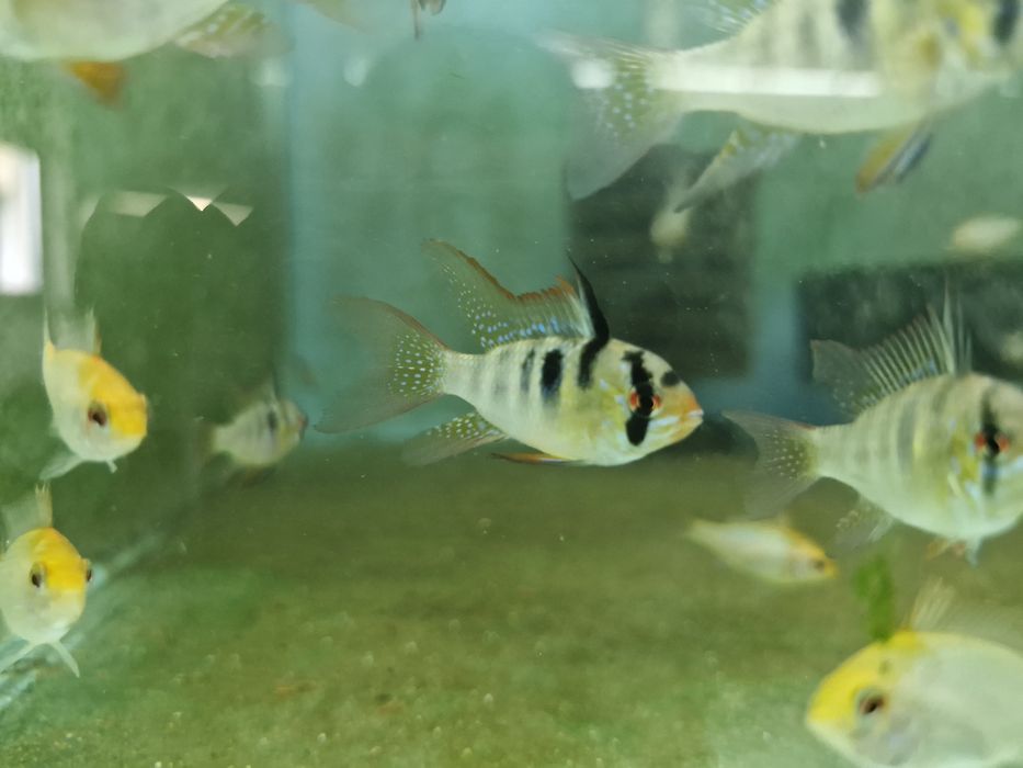 Ramirezi german long fin nacional