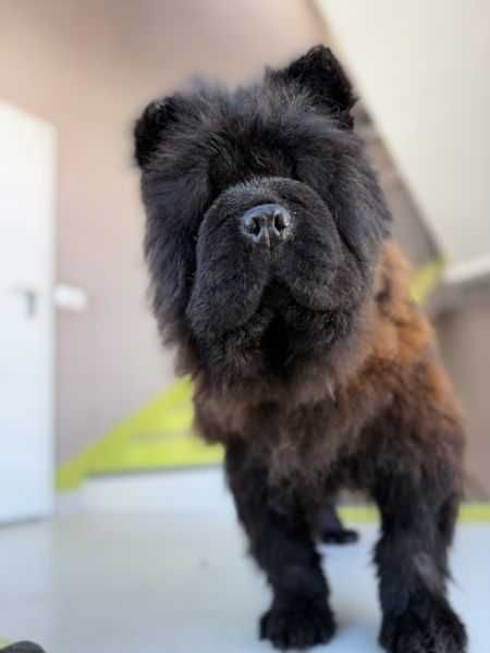 suczka chow-chow do adopcji