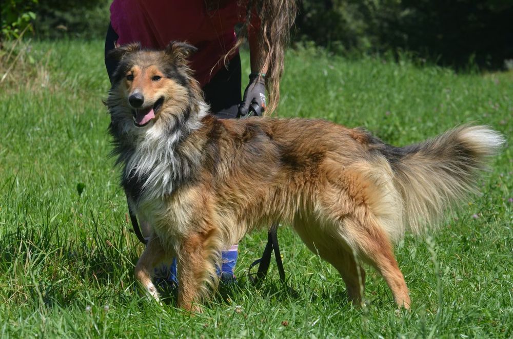 Archie- owczarek szkocki collie do adopcji