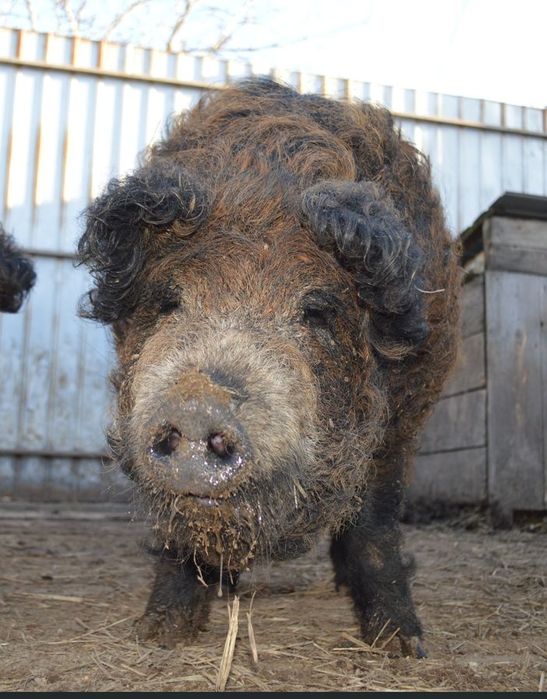Перспективний молодий кнур Рудої Угорської Мангалиці на плем'я (10 міс