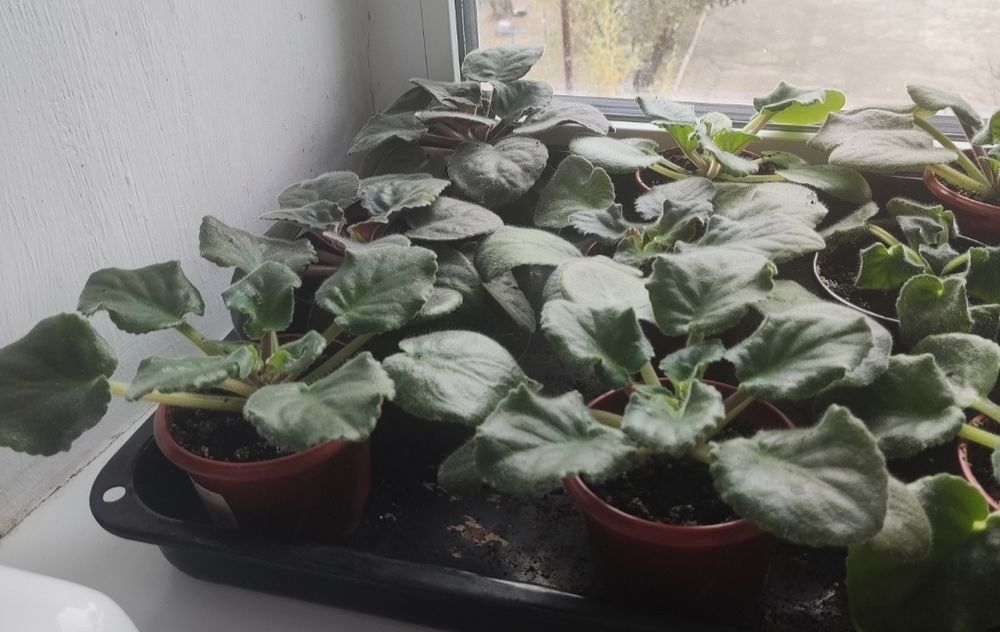 Продам молодые кустики фиалки