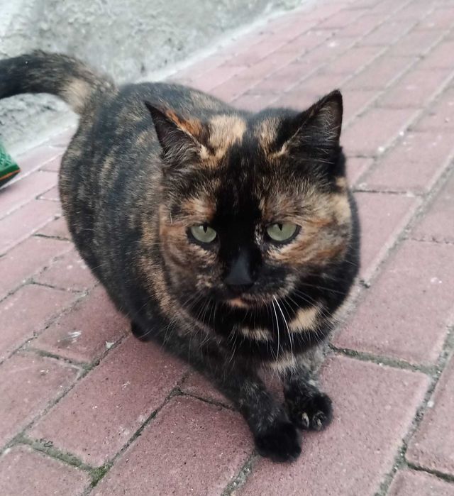 Молоді стерилізовані кішечки