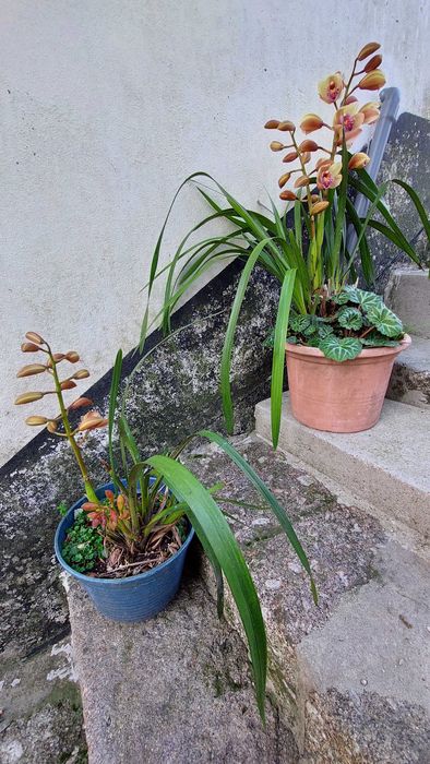 Árvore com orquídea na base em vaso grande.