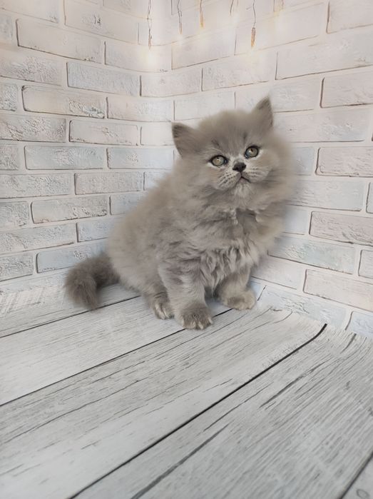 Довгошерстні хлопчики